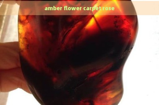 amber flower carpet rose